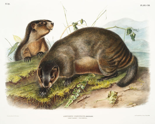 Hoary Marmot (Arctomys pruinosus) by John J. Audubon