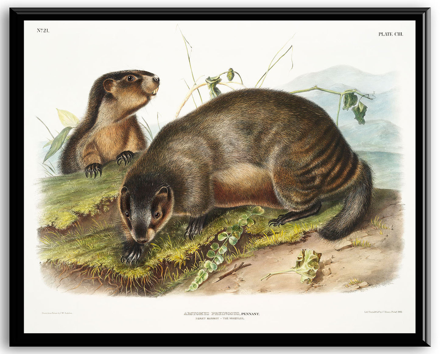 Hoary Marmot (Arctomys pruinosus) by John J. Audubon