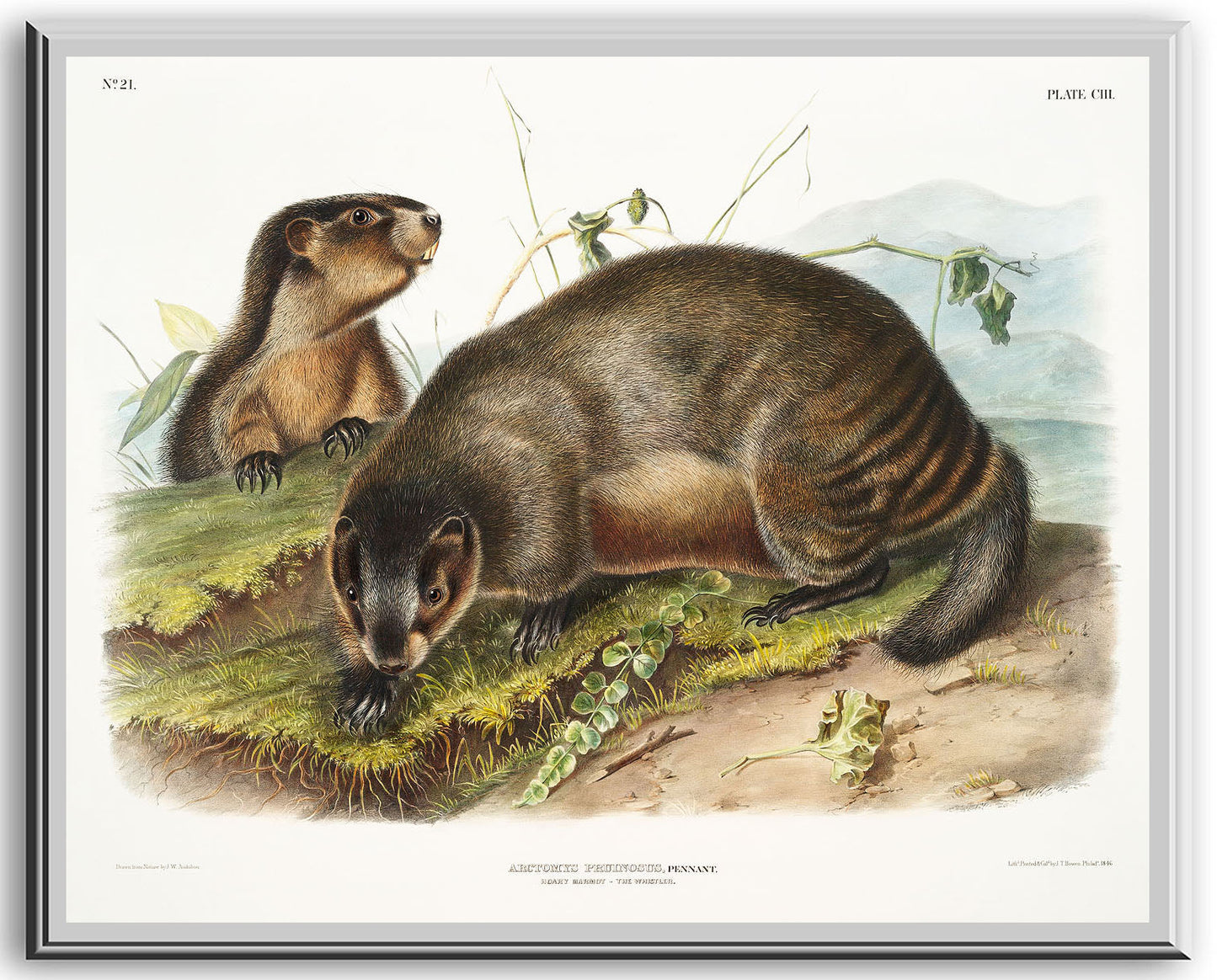 Hoary Marmot (Arctomys pruinosus) by John J. Audubon Print, Mounted on Wood, Ready to Hang