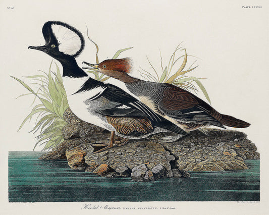 Hooded Merganser from Birds of America (1827) by John James Audubon