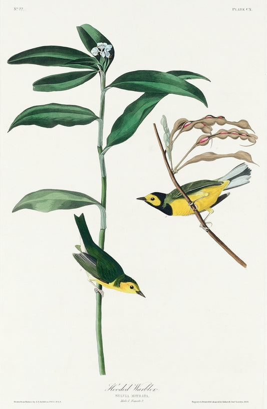 Hooded Warbler from Birds of America (1827) by John James Audubon