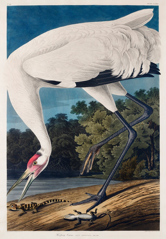 Hooping Crane from Birds of America (1827) by John James Audubon