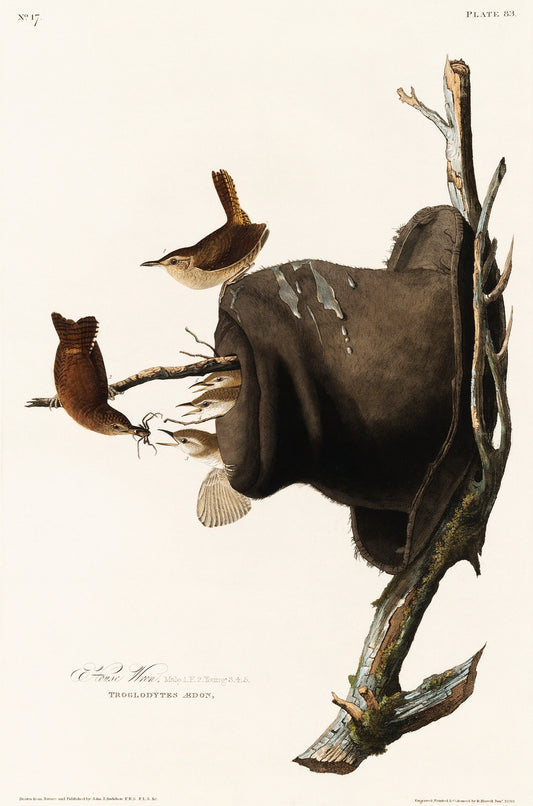 House Wren from Birds of America (1827) by John James Audubon