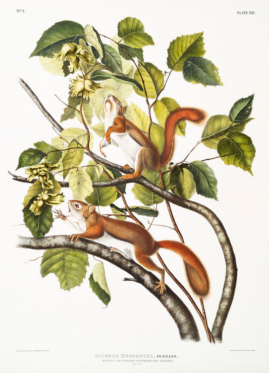 Hudson's Bay Squirrel, Chickaree Red Squirrel (Sciurus Hudsonius) by John James Audubon -WEB