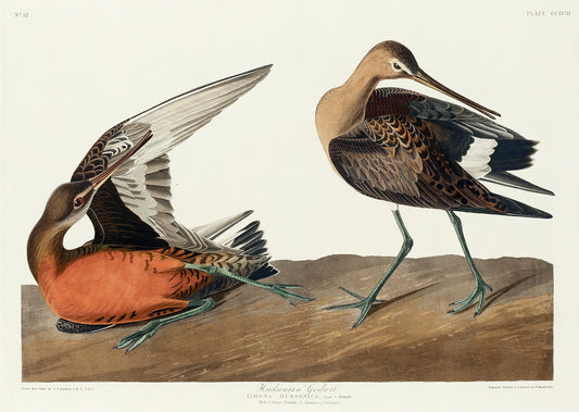 Hudsonian Godwit from Birds of America (1827) by John James Audubon