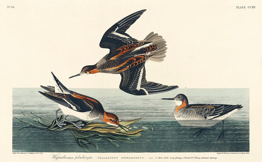 Hyperborean phalarope from Birds of America (1827) by John James Audubon