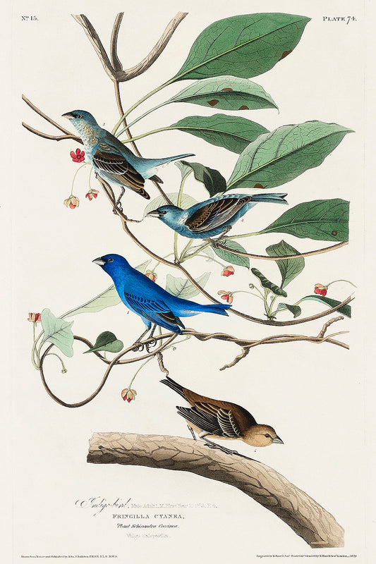 Indigo Bird from Birds of America (1827) by John James Audubon