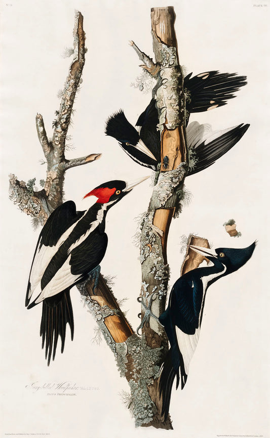 Ivory-billed Woodpecker from Birds of America (1827) by John James Audubon