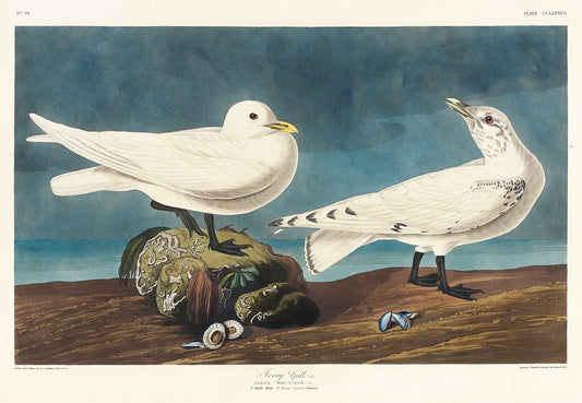 Ivory Gull from Birds of America (1827) by John James Audubon