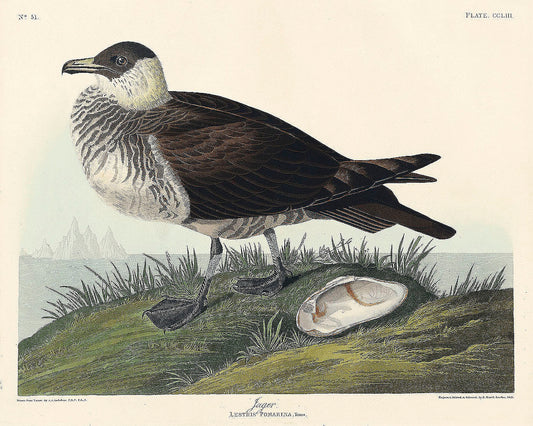Jager from Birds of America (1827) by John James Audubon