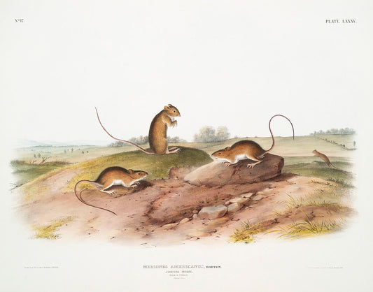 Jumping Mouse (Meriones Americanus) by John James Audubon