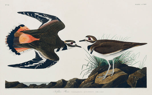 Kildeer Plover from Birds of America (1827) by John James Audubon