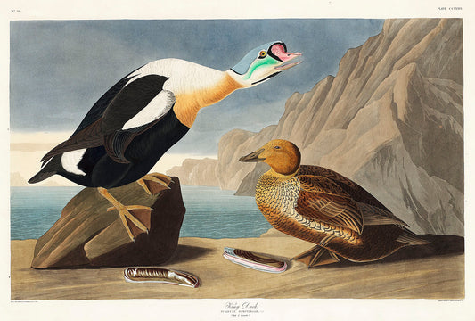 King Duck from Birds of America (1827) by John James Audubon