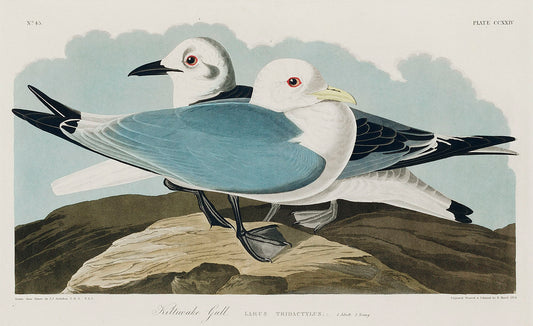 Kittiwake Gull from Birds of America (1827) by John James Audubon