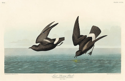 Least Stormy-Petrel from Birds of America (1827) by John James Audubon