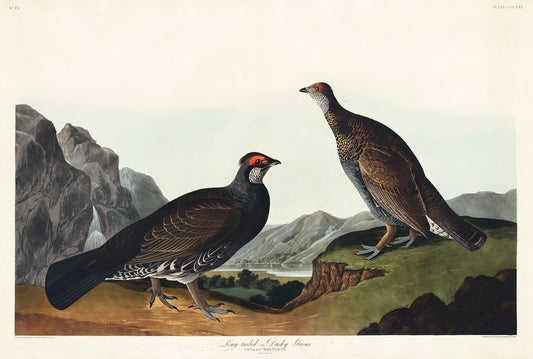Long-tailed or Dusky Grous from Birds of America (1827) by John James Audubon
