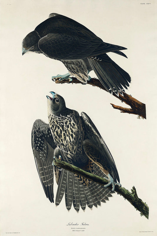 Labrador Falcon from Birds of America (1827) by John James Audubon