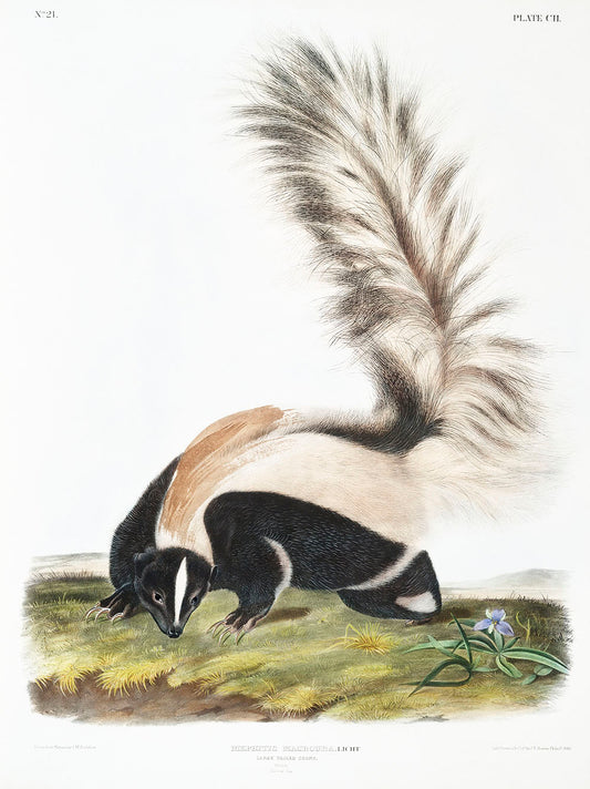 Large-tailed Skunk (Mephitis macroura) by John James Audubon