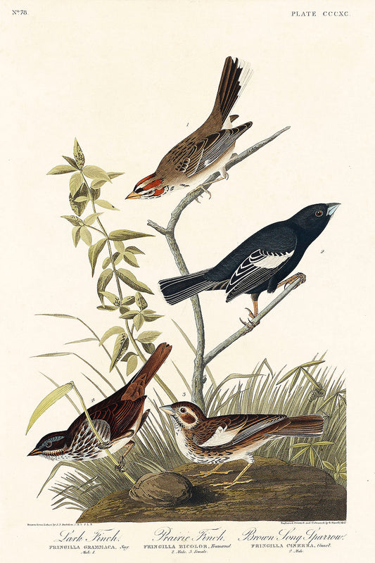 Lark Finch, Prairie Finch and Brown Song Sparrow from Birds of America (1827) by John James Audubon