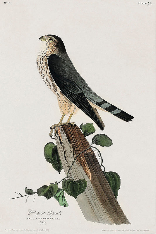 Le Petit Caporal from Birds of America (1827) by John James Audubon