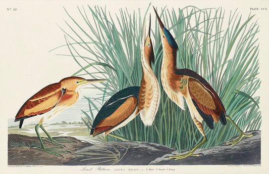 Least Bittern from Birds of America (1827) by John James Audubon