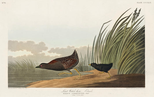 Least Water-hen from Birds of America (1827) by John James Audubon