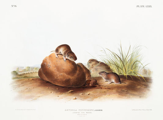 Lecontes Pine Mouse (Arvocola pinetorum) by John James Audubon