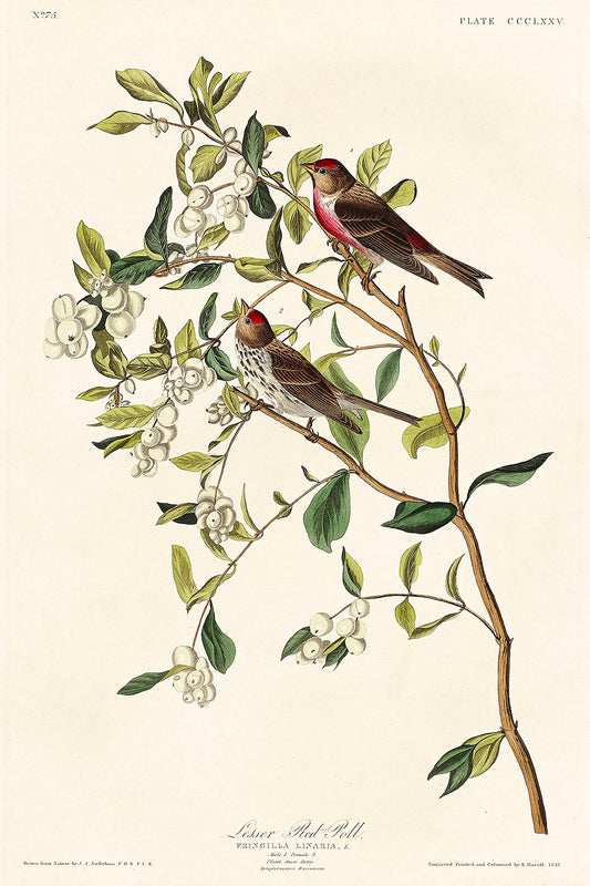 Lesser Red-Poll from Birds of America (1827) by John James Audubon
