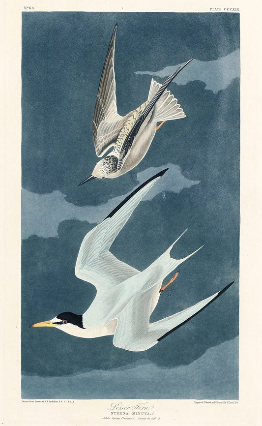 Lesser Tern from Birds of America (1827) by John James Audubon