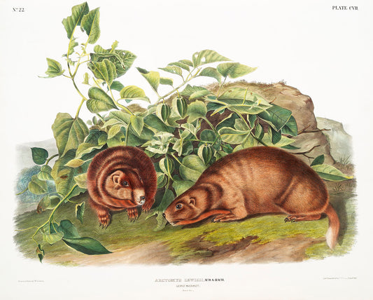 Lewi's Marmot (Arctomys Lewisii) by John James Audubon