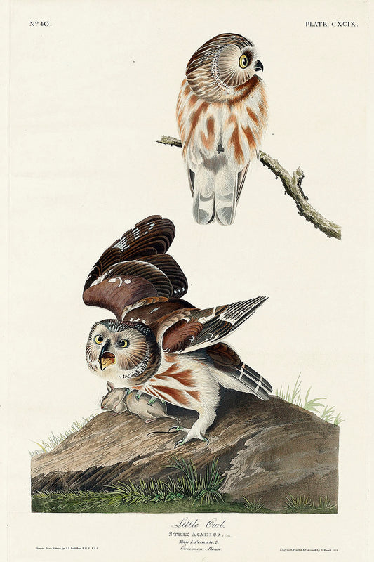 Little Owl from Birds of America (1827) by John James Audubon