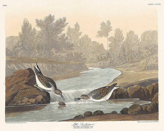 Little Sandpiper from Birds of America (1827) by John James Audubon