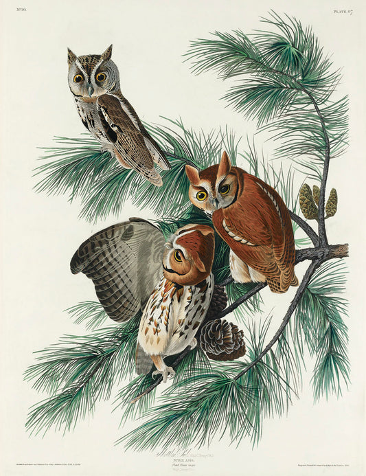 Little Screech Owl from Birds of America (1827) by John James Audubon