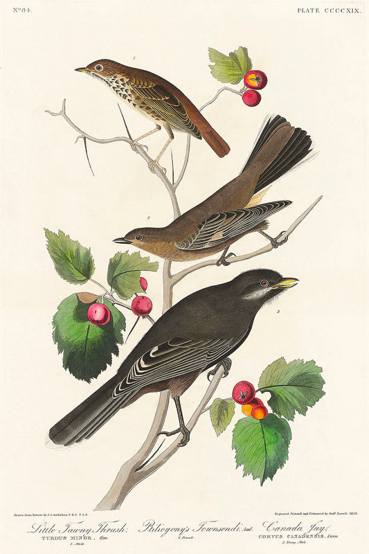 Little Tawny Thrush, Ptiliogony's Townsendi and Canada Jay by John James Audubon