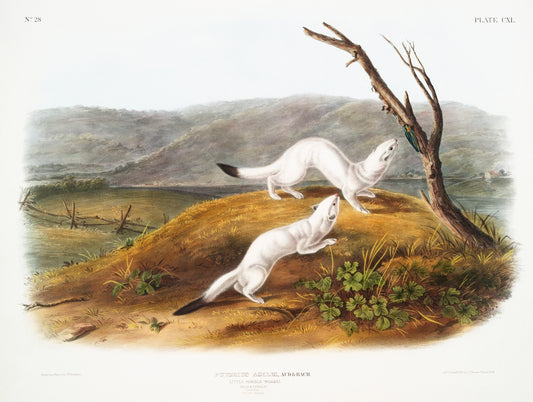 Little Nimble Weasel (Putorius agilis) by John James Audubon