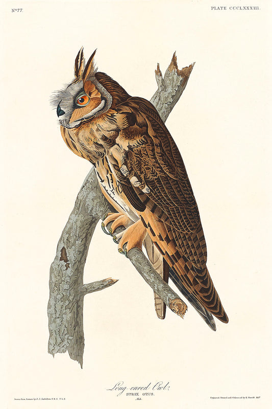 Long-eared Owl from Birds of America (1827) by John James Audubon