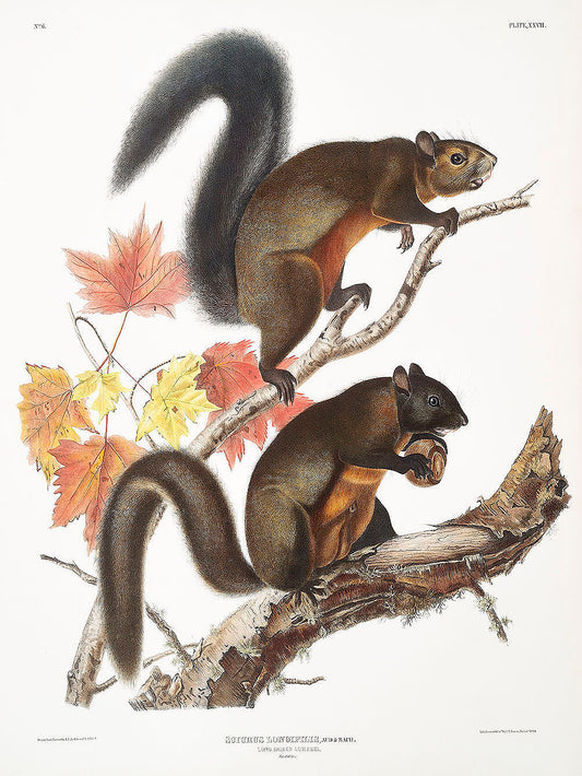 Long-haired Squirrel (Sciurus longipilis) by John James Audubon -WEB