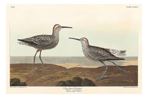 Long-legged Sandpiper from Birds of America (1827) by John James Audubon