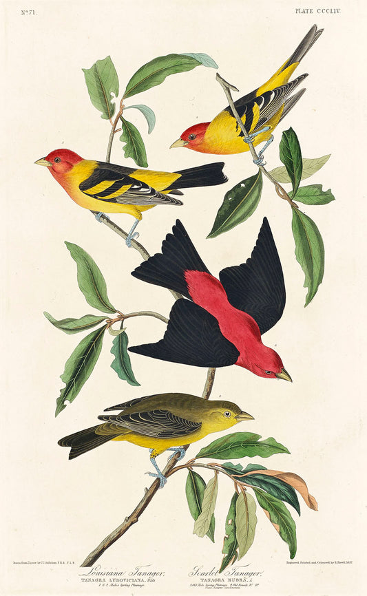 Louisiana Tanager and Scarlet Tanager from Birds of America (1827) by John James Audubon