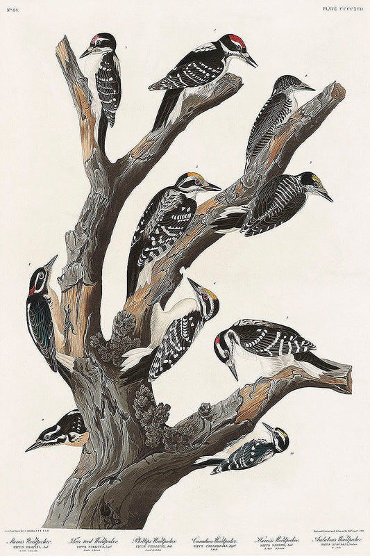 Maria's Woodpecker from Birds of America (1827) by John James Audubon