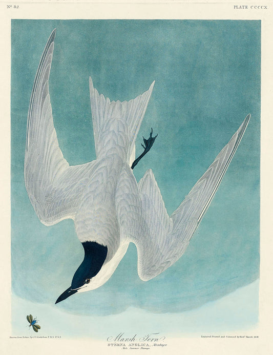 Marsh Tern from Birds of America (1827) by John James Audubon
