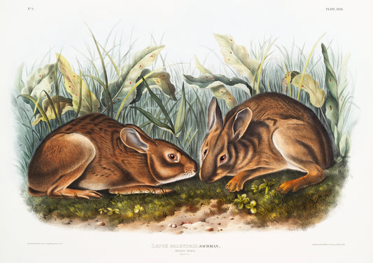 Marsh Hare (Lepus palustris) by John James Audubon