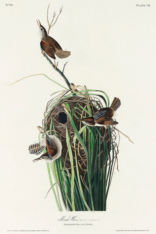 Marsh Wren from Birds of America (1827) by John James Audubon