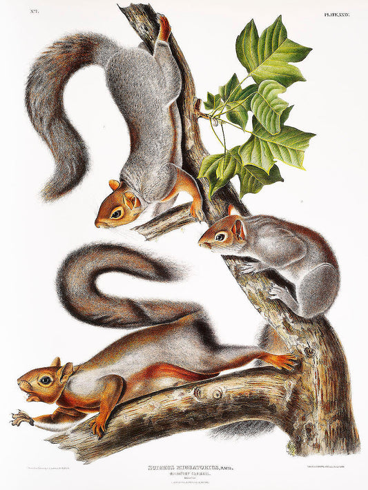 Migratory Squirrel (Sciurus migratorius) by John James Audubon -WEB