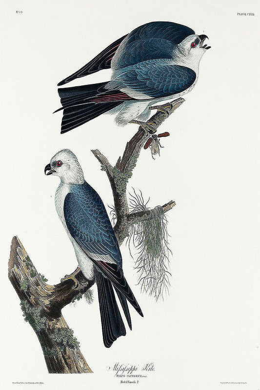 Mississippi Kite from Birds of America (1827) by John James Audubon
