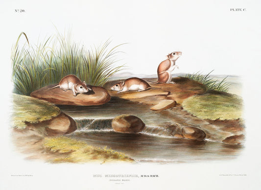 Missouri Mouse (Mus missouriensis) by John James Audubon -WEB