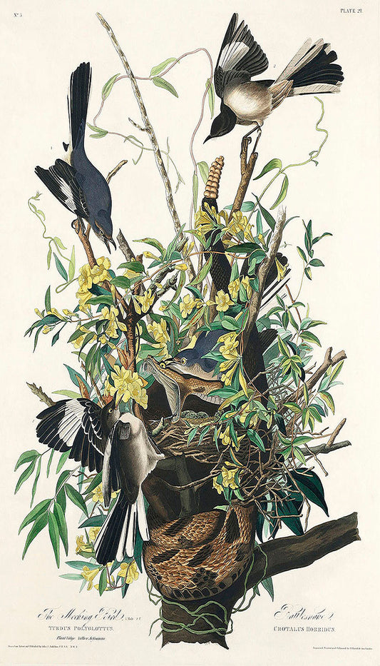 Mocking Bird from Birds of America (1827) by John James Audubon