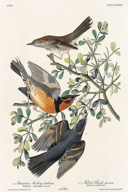 Mountain Mocking bird and Varied Thrush from Birds of America (1827) by John James Audubon