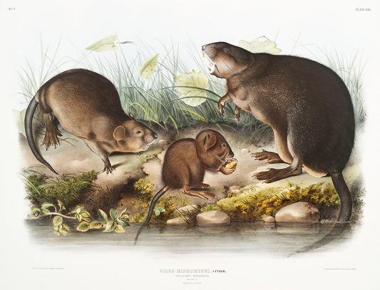 Musk-Rat, Musquash (Fiber Zibethicus) by John James Audubon