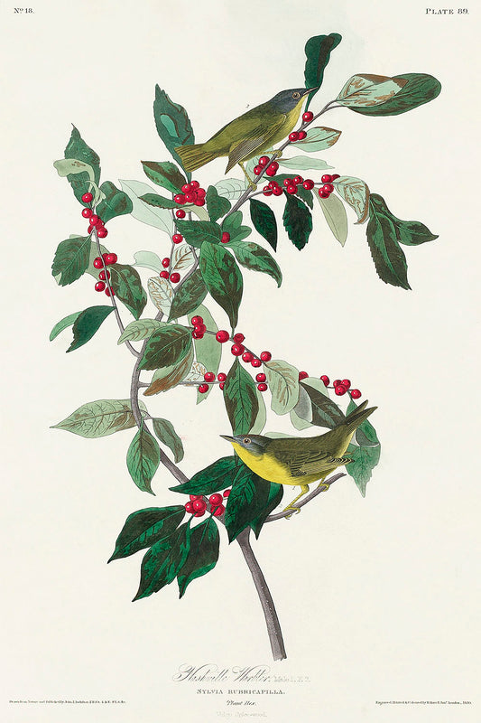Nashville Warbler from Birds of America (1827) by John James Audubon
